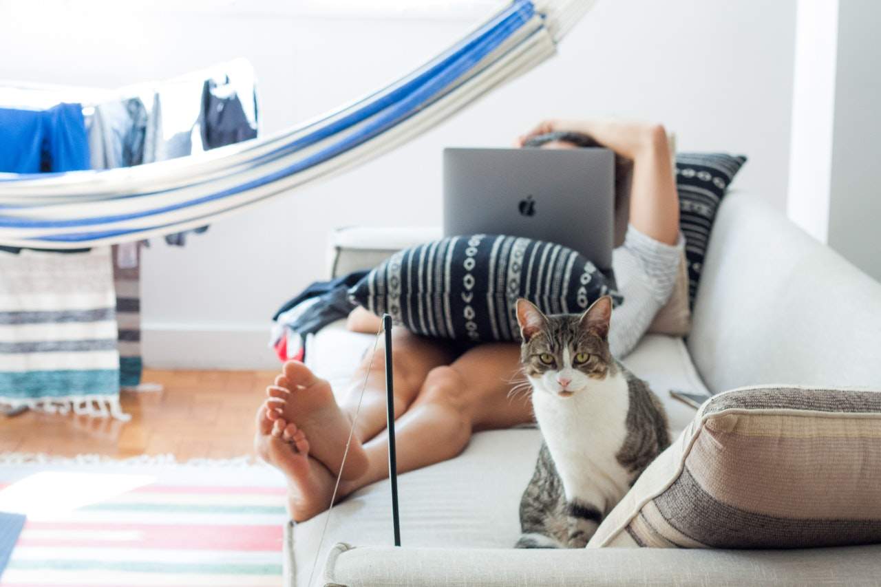 Pessoa trabalhando em casa no sofá com noteebok no colo e gato  no sofá